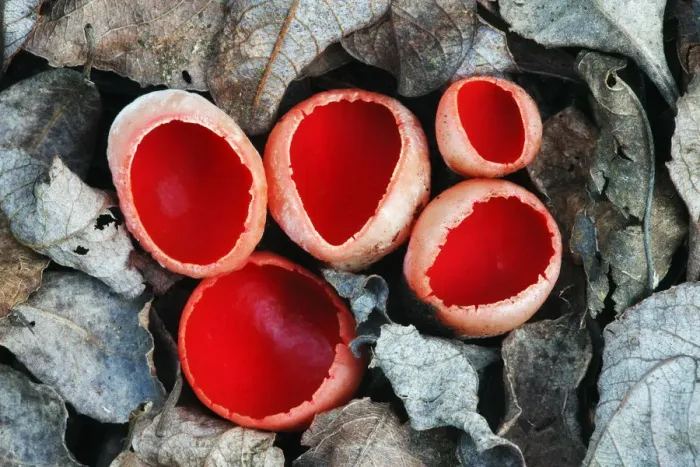 Framed Print : Scarlet elf cup fungus (Sarcoscypha coccinea) growing on decaying alder branch in leaf litter Framed Print : Scarlet elf cup fungus (Sarcoscypha coccinea) growing on decaying alder branch in leaf litter