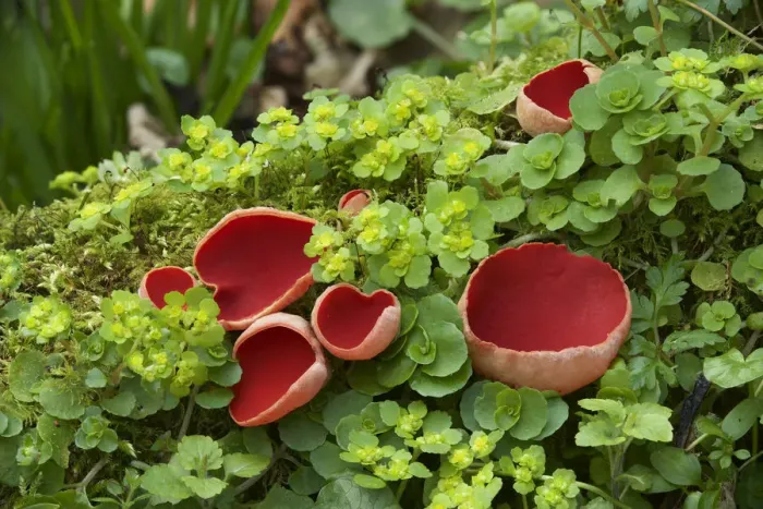 Framed Print : Scarlet elf cup fungus (Sarcoscypha coccinea) amongst Opposite-leaved golden-saxifrage Framed Print : Scarlet elf cup fungus (Sarcoscypha coccinea) amongst Opposite-leaved golden-saxifrage