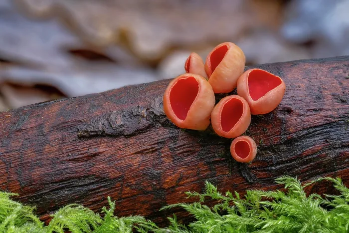 Framed Print : Scarlet elfcup fungus (Sarcoscypha austriaca) growing on decaying branch, Clare Glen, Tandragee, Country Armagh, Northern Ireland, UK. January Framed Print : Scarlet elfcup fungus (Sarcoscypha austriaca) growing on decaying branch, Clare Glen, Tandragee, Country Armagh, Northern Ireland, UK. January