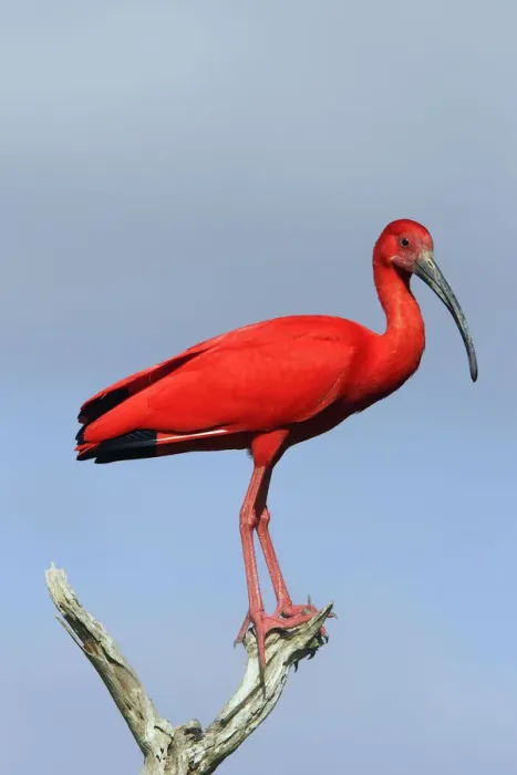 Framed Print : Scarlet ibis (Eudocimus ruber), perched, Coro, Venezuela Framed Print : Scarlet ibis (Eudocimus ruber), perched, Coro, Venezuela