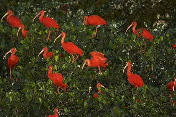 Scarlet ibis (Eudocimus ruber) roosting in trees on a small mangrove island in the Caroni