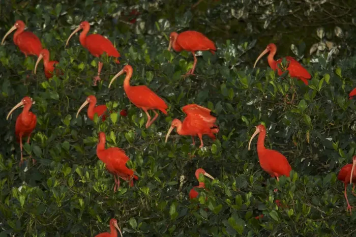 Framed Print : Scarlet ibis (Eudocimus ruber) roosting in trees on a small mangrove island in the Caroni Framed Print : Scarlet ibis (Eudocimus ruber) roosting in trees on a small mangrove island in the Caroni