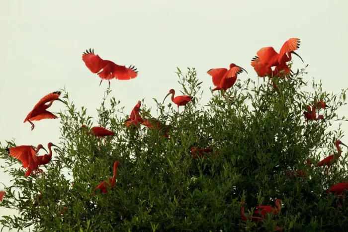 Framed Print : Scarlet Ibises (Eudocimus ruber) flying onto the top of a mangrove tree in the Orinoco River Delta, Venezuela Framed Print : Scarlet Ibises (Eudocimus ruber) flying onto the top of a mangrove tree in the Orinoco River Delta, Venezuela