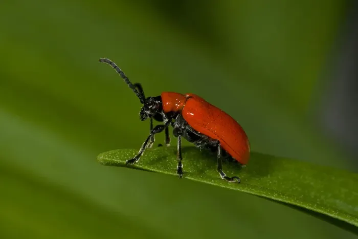Framed Print : Scarlet lily beetle (Lilioceris lilii) Nottinghamshire, England, UK, May. Introduced species Framed Print : Scarlet lily beetle (Lilioceris lilii) Nottinghamshire, England, UK, May. Introduced species