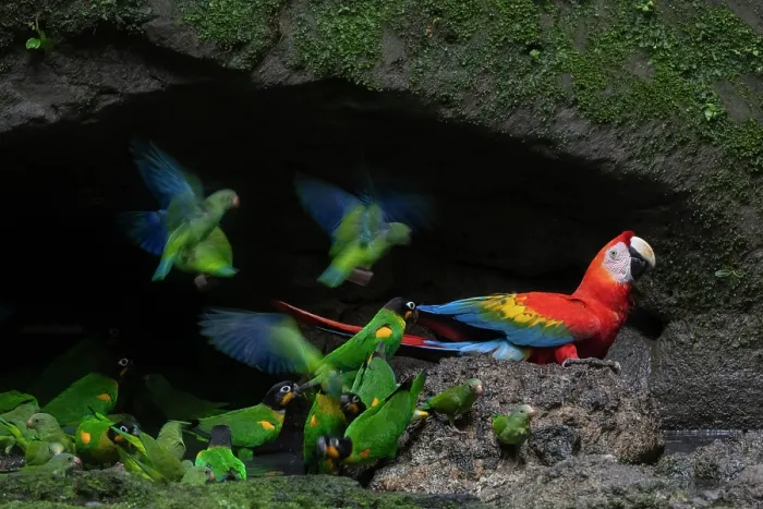 Framed Print : Scarlet macaw (Ara macao), Orange-cheeked parrots (Pyrilia barrabandi) and Cobalt-winged parakeets (Brotogeris cyanoptera) drinking water at an Upper Amazon clay lick