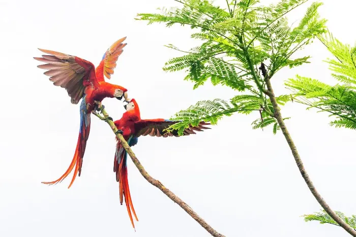 Framed Print : Scarlet Macaw (Ara macao) couple fighting in a tree Corcovado National Park, Osa peninsula, Costa Rica