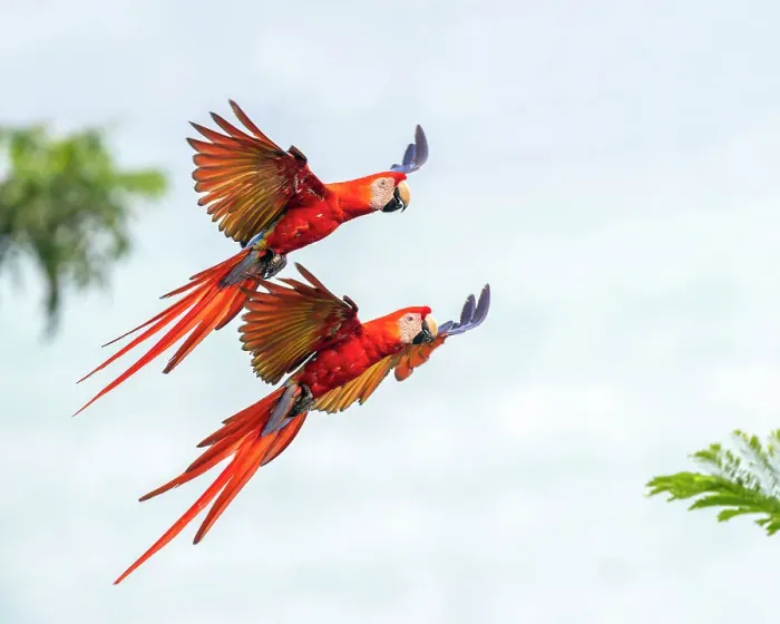 Framed Print : Scarlet Macaw (Ara macao) couple in flight and breaking to land Corcovado National Park, Osa peninsula, Costa Rica Framed Print : Scarlet Macaw (Ara macao) couple in flight and breaking to land Corcovado National Park, Osa peninsula, Costa Rica