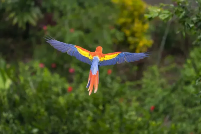 Framed Print : Scarlet Macaw (Ara macao) in flight over the rainforest Corcovado National Park Framed Print : Scarlet Macaw (Ara macao) in flight over the rainforest Corcovado National Park