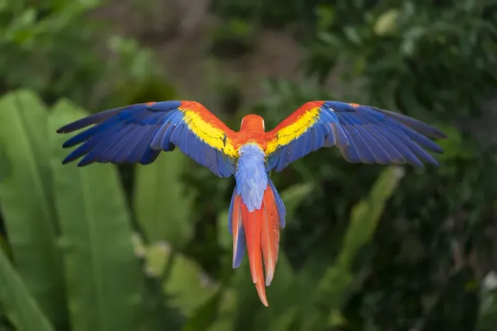 Framed Print : Scarlet Macaw (Ara macao) in flight over the rainforest Corcovado National Park Framed Print : Scarlet Macaw (Ara macao) in flight over the rainforest Corcovado National Park