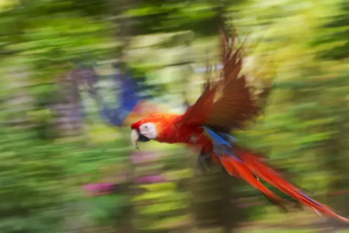 Framed Print : Scarlet macaw (Ara macao) flying, blurred motion. Costa Rica Framed Print : Scarlet macaw (Ara macao) flying, blurred motion. Costa Rica
