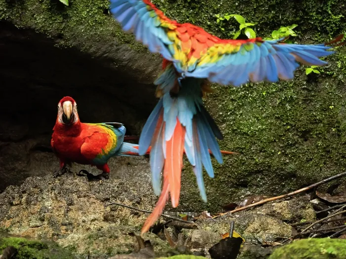 Framed Print : Scarlet macaw (Ara macao) landing at salt lick, Napo Reserve, Amazon, Ecuador Framed Print : Scarlet macaw (Ara macao) landing at salt lick, Napo Reserve, Amazon, Ecuador