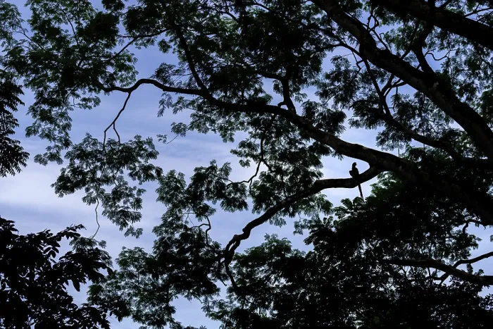 Framed Print : Scarlet macaw (Ara macao) perched in tree, silhouetted, Punta Islita, Nicoya Peninsula, Costa Rica Framed Print : Scarlet macaw (Ara macao) perched in tree, silhouetted, Punta Islita, Nicoya Peninsula, Costa Rica