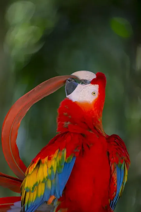 Framed Print : Scarlet Macaw (Ara macao) preening tail feather, Pantanal, Brazil Framed Print : Scarlet Macaw (Ara macao) preening tail feather, Pantanal, Brazil