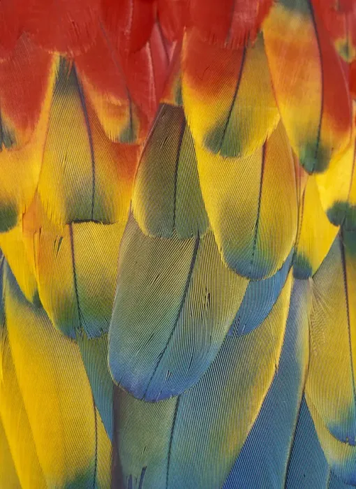 Framed Print : Scarlet Macaw feathers close up {Ara macao} Native South Mexico to Amazonia (Brazil) Framed Print : Scarlet Macaw feathers close up {Ara macao} Native South Mexico to Amazonia (Brazil)