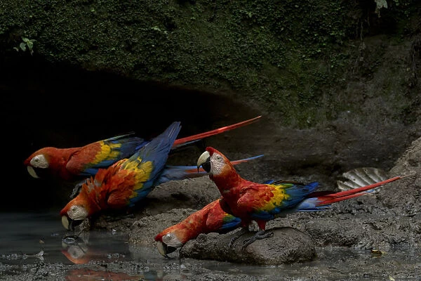 Scarlet Macaws (Ara macao) drinking water inside an Amazonian claylick. Yasuni National Park