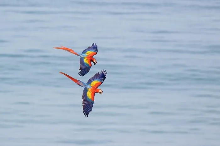 Framed Print : Two Scarlet macaws (Ara macao) in flight, Corcovado, Costa Rica