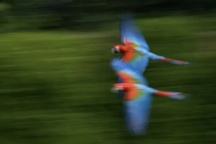 Framed Print : Two Scarlet macaws (Ara macao) flying, captive Framed Print : Two Scarlet macaws (Ara macao) flying, captive