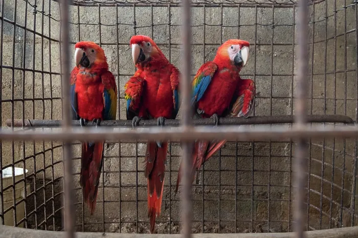 Framed Print : Three Scarlet macaws (Ara macao) juveniles, perched in cage prior to release, Alvaro Farm, Rio Cuarto, Grecia, Costa Rica. Captive Framed Print : Three Scarlet macaws (Ara macao) juveniles, perched in cage prior to release, Alvaro Farm, Rio Cuarto, Grecia, Costa Rica. Captive