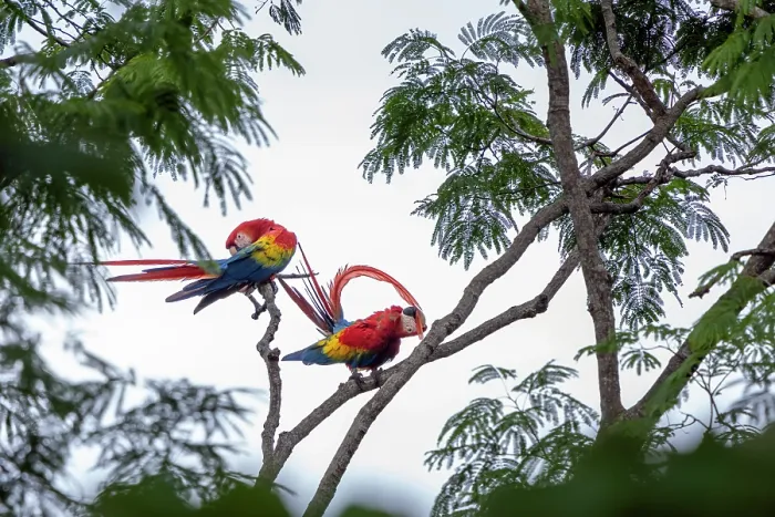 Framed Print : Scarlet macaws (Ara macao) pair, perched on tree preening, Punta Islita, Nicoya Peninsula, Costa Rica Framed Print : Scarlet macaws (Ara macao) pair, perched on tree preening, Punta Islita, Nicoya Peninsula, Costa Rica