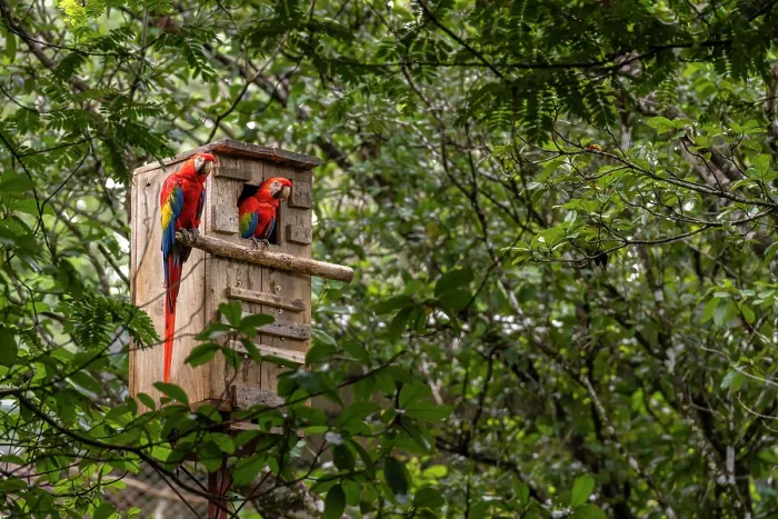 Framed Print : Scarlet macaws (Ara macao) pair, perched in an artificial nest box. Punta Islita, Nicoya Peninsula, Costa Rica Framed Print : Scarlet macaws (Ara macao) pair, perched in an artificial nest box. Punta Islita, Nicoya Peninsula, Costa Rica