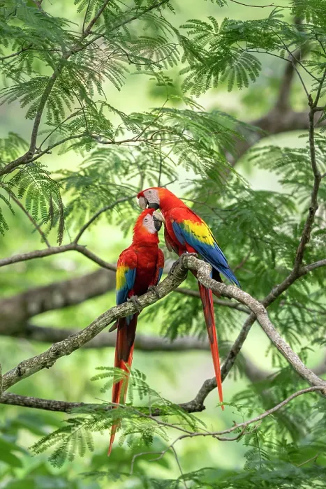 Framed Print : Scarlet macaws (Ara macao) pair, allopreening perched in tree, Punta Islita, Nicoya Peninsula, Costa Rica Framed Print : Scarlet macaws (Ara macao) pair, allopreening perched in tree, Punta Islita, Nicoya Peninsula, Costa Rica
