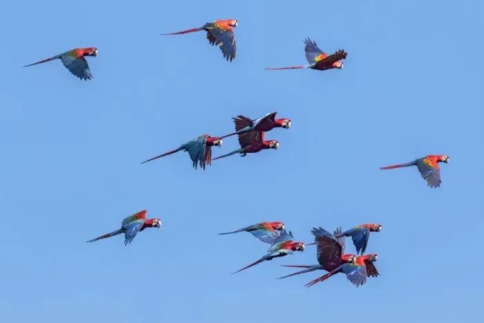 Framed Print : Scarlet macaws (Ara macao) and Red and green macaws (Ara chloroptera) flying over
