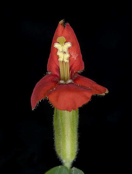 Scarlet monkey flower (Mimulus cardinalis)