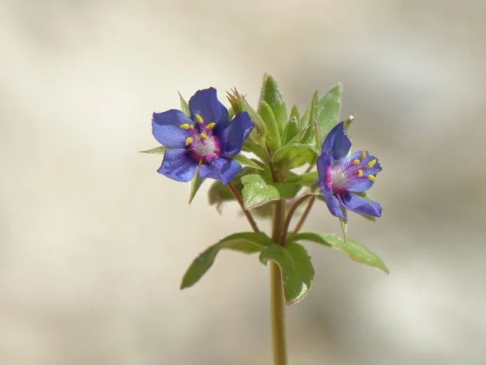 Framed Print : Scarlet pimpernel (Anagallis arvensis) blue form, in flower, Yesos de Sorbas Natural Area, Almeria, Spain. March Framed Print : Scarlet pimpernel (Anagallis arvensis) blue form, in flower, Yesos de Sorbas Natural Area, Almeria, Spain. March