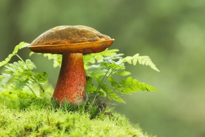 Framed Print : Scarletina bolete (Boletus luridiformis) toadstool, New Forest National Park, Hampshire Framed Print : Scarletina bolete (Boletus luridiformis) toadstool, New Forest National Park, Hampshire