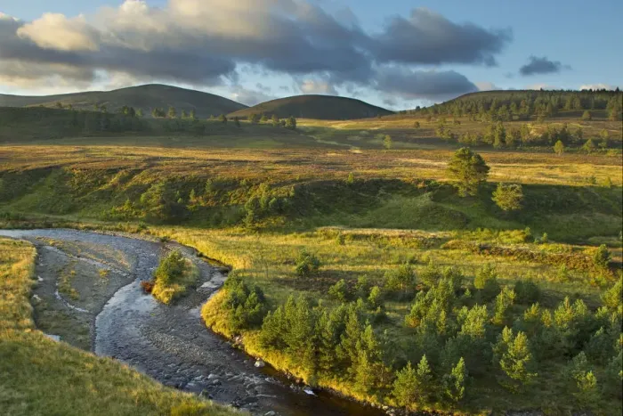 Framed Print : Scattered Scots pine trees (Pinus sylvestris) beside the Dorback Burn, Dorback Estate Framed Print : Scattered Scots pine trees (Pinus sylvestris) beside the Dorback Burn, Dorback Estate