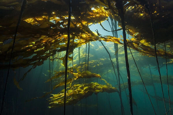 Scenic view of a bull kelp forest (Nereocystis luetkeana) with sunlight shining through the fronds
