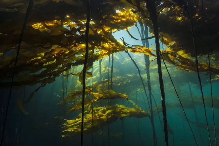 Framed Print : Scenic view of a bull kelp forest (Nereocystis luetkeana) with sunlight shining through the fronds Framed Print : Scenic view of a bull kelp forest (Nereocystis luetkeana) with sunlight shining through the fronds