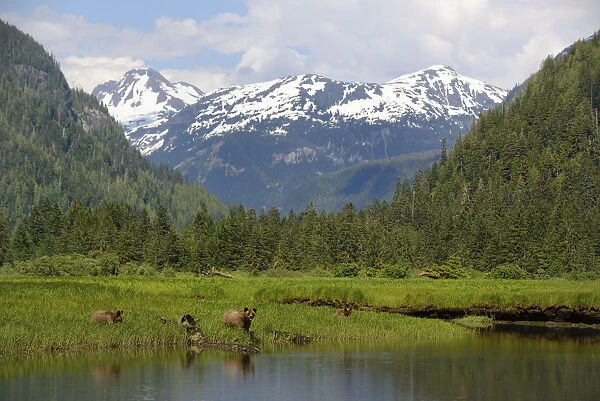 Scenic view of Grizzly bears (Ursus arctos horribilis) with mountains of the Kitimat range