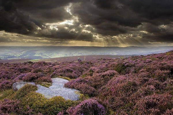 Scenic view of moorland habitat showing flowering heather (Ericaceae sp) in foreground