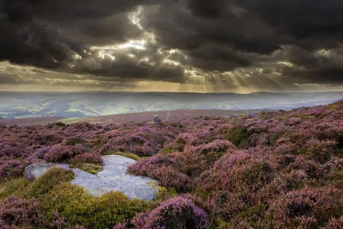 Framed Print : Scenic view of moorland habitat showing flowering heather (Ericaceae sp) in foreground Framed Print : Scenic view of moorland habitat showing flowering heather (Ericaceae sp) in foreground