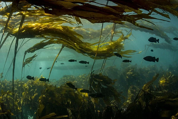 School of Black rockfish (Sebastes melanops) sheltering in Bull kelp forest (Nereocystis luetkeana) in Browning Pass, British Columbia, Canada. North East Pacific Ocean. September