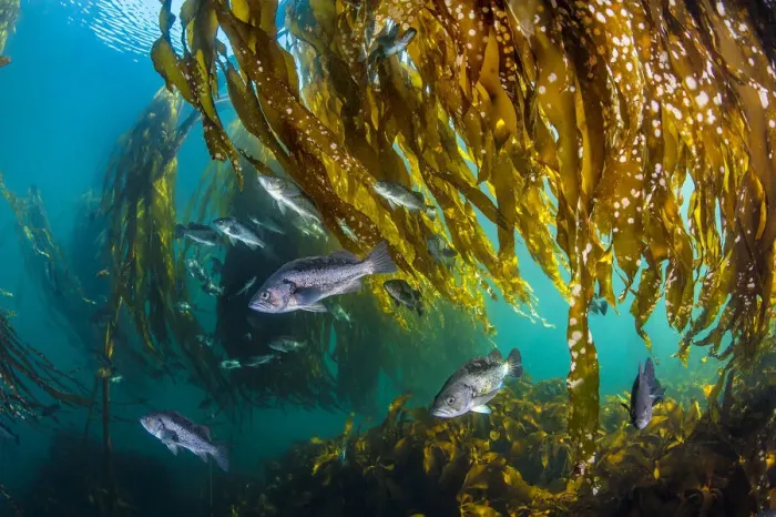 Framed Print : School of black rockfish (Sebastes melanops) shelter in a Bull kelp forest Framed Print : School of black rockfish (Sebastes melanops) shelter in a Bull kelp forest