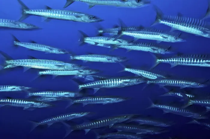 Framed Print : School of Blackfin barracuda (Sphyraena qenie), Kimbe Bay, West New Britain, Papua Framed Print : School of Blackfin barracuda (Sphyraena qenie), Kimbe Bay, West New Britain, Papua