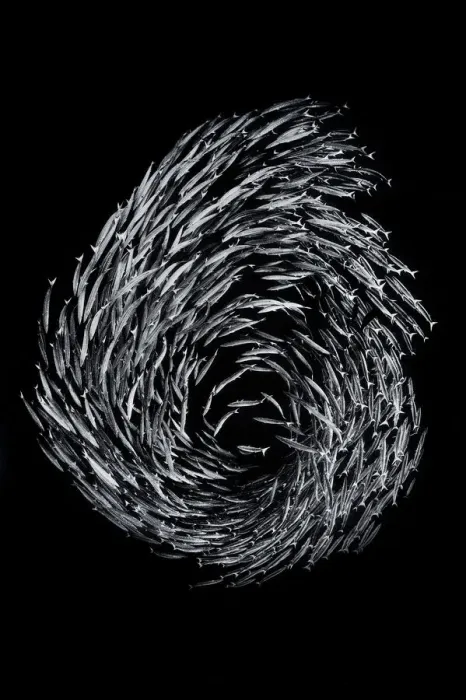 Framed Print : A school of Blackfin barracuda (Sphyraena qenie) forming the number 6 as they circle in Framed Print : A school of Blackfin barracuda (Sphyraena qenie) forming the number 6 as they circle in