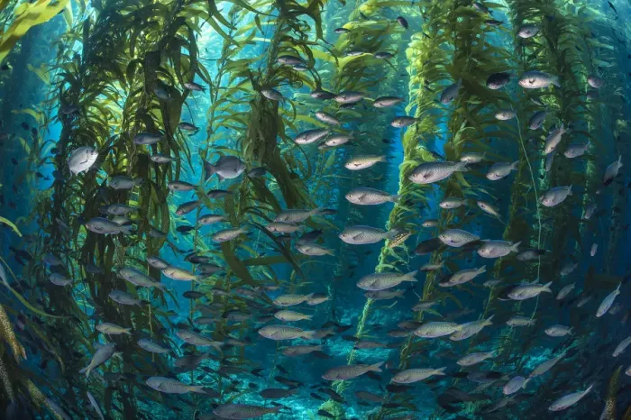 Framed Print : School of Blacksmith fish (Chromis punctipinnis) swim through a giant kelp (Macrocystis Framed Print : School of Blacksmith fish (Chromis punctipinnis) swim through a giant kelp (Macrocystis