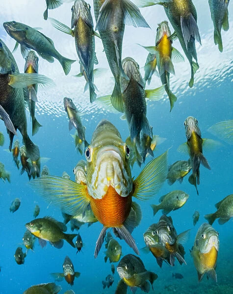 School of Bluegill (Lepomis macrochirus) fish in a spring, Florida, USA