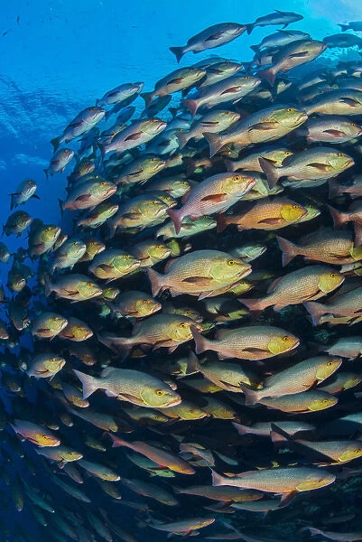 School of Bohar snapper (Lutjanus bohar) swimming in formation along a coral reef