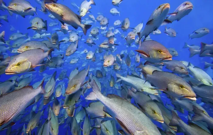 Framed Print : School of Bohar snappers (Lutjanus bohar) Shark Reef, Ras Mohammed Marine Park, Sinai, Egypt Framed Print : School of Bohar snappers (Lutjanus bohar) Shark Reef, Ras Mohammed Marine Park, Sinai, Egypt
