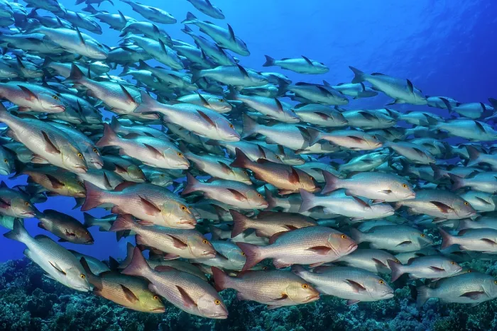 Framed Print : School of Bohar snappers (Lutjanus bohar) swiming over a coral reef, Ras Mohammed, Sinai, Egypt, Red Sea Framed Print : School of Bohar snappers (Lutjanus bohar) swiming over a coral reef, Ras Mohammed, Sinai, Egypt, Red Sea