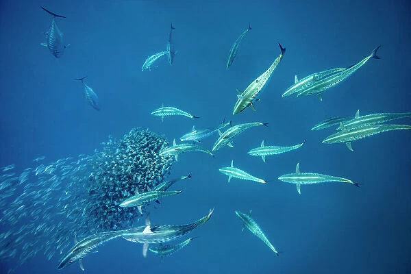 School of Bonito fish (Sarda sarda) attacking a school of Spanish sardines (Sardinella aurita) formed into a tight baitball, Isla Mujeres, Mexico, Gulf of Mexico