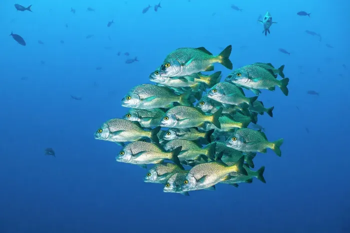 Framed Print : School of Burrito grunts (Anisotremus interruptus) huddling together in tight ball, Revillagigedo Islands, Mexico, Pacific Ocean Framed Print : School of Burrito grunts (Anisotremus interruptus) huddling together in tight ball, Revillagigedo Islands, Mexico, Pacific Ocean