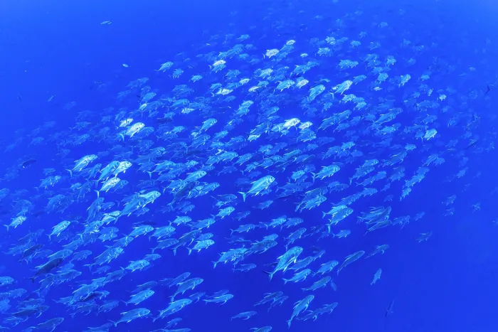 Framed Print : School of Giant trevally (Caranx ignobilis) swimming in the blue, Ras Mohammed National Park, Sinai, Egypt, Red Sea Framed Print : School of Giant trevally (Caranx ignobilis) swimming in the blue, Ras Mohammed National Park, Sinai, Egypt, Red Sea