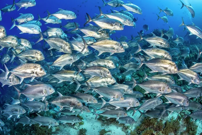 Framed Print : School of Giant trevally (Caranx ignobilis) swimming over a coral reef, Ras Mohammed National Park, Sinai, Egypt, Red Sea Framed Print : School of Giant trevally (Caranx ignobilis) swimming over a coral reef, Ras Mohammed National Park, Sinai, Egypt, Red Sea