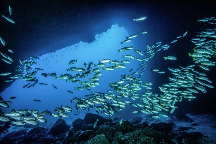 Framed Print : School of Jordan's snappers (Lutjanus jordani) with Yellowtail grunts (Anisotremus interruptus) swimming in underwater cavern. Dos Amigos, Cocos Island, Costa Rica, Pacific Ocean Framed Print : School of Jordan's snappers (Lutjanus jordani) with Yellowtail grunts (Anisotremus interruptus) swimming in underwater cavern. Dos Amigos, Cocos Island, Costa Rica, Pacific Ocean