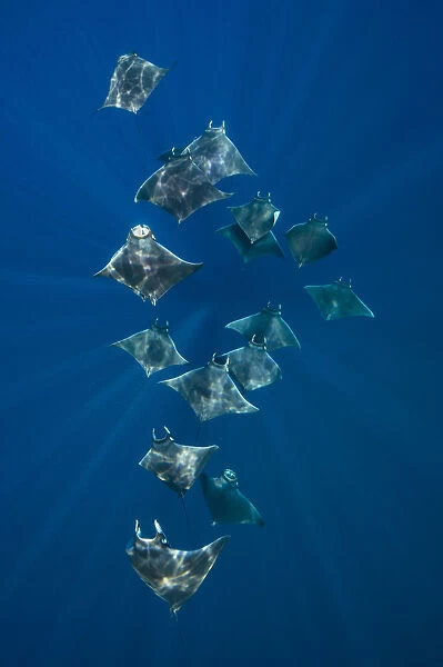 A school of lesser devil rays (Mobula hypostoma) flying through sunbeams as they feed